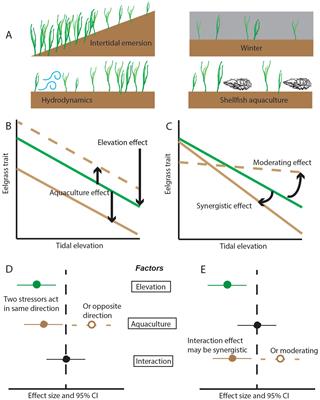 Intraspecific variation in resilience traits of eelgrass across intertidal stress gradients and oyster aquaculture methods